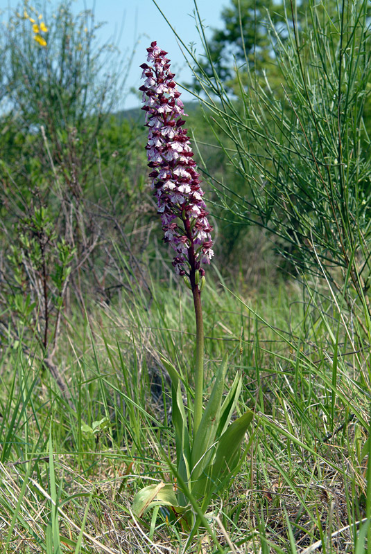 Orchis purpurea